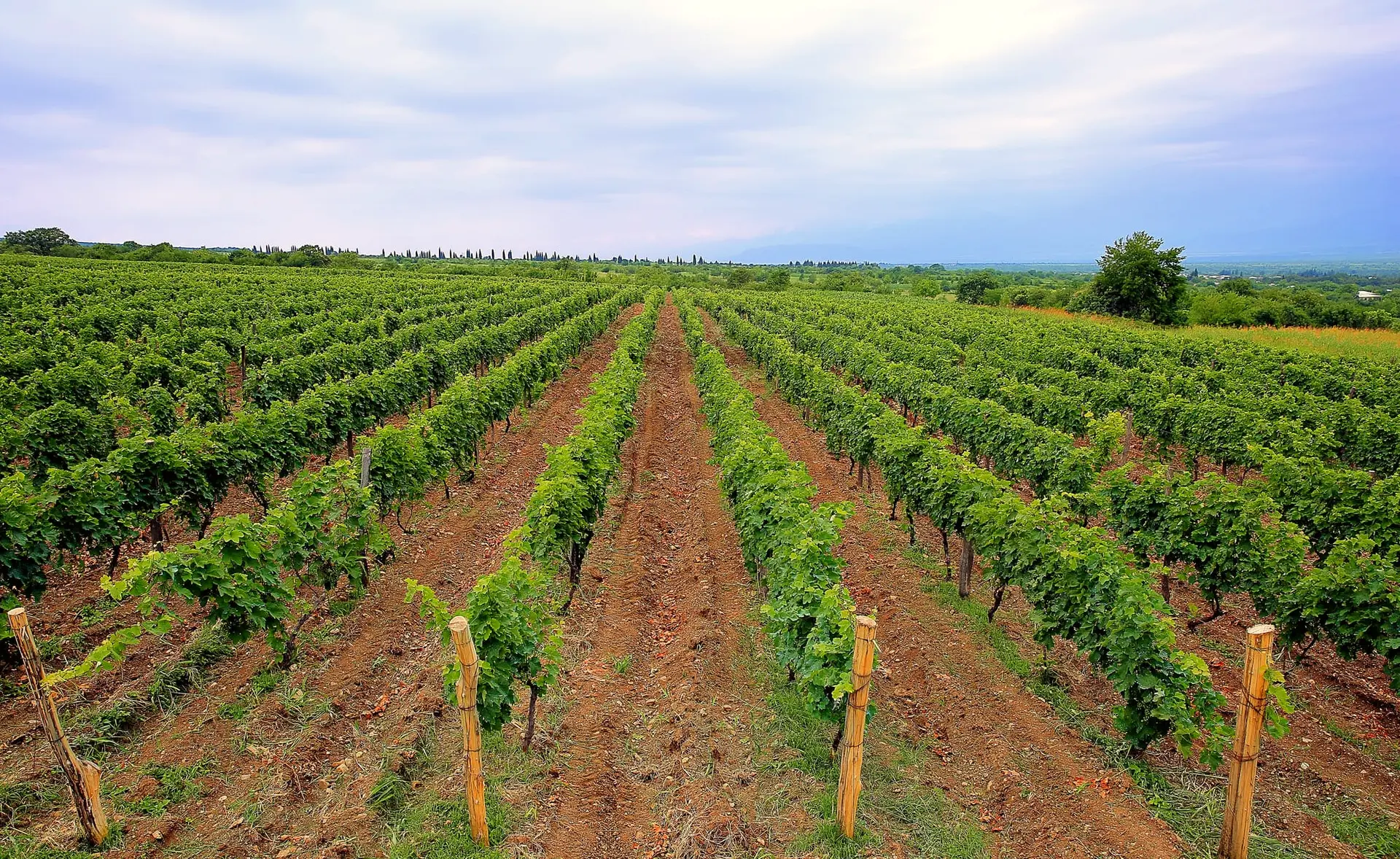 Rows of green vines in a Kakheti vineyard